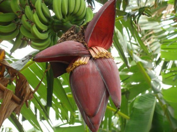 Umbigo de Banana