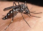 Inseticida Caseiro para Acabar com a Dengue